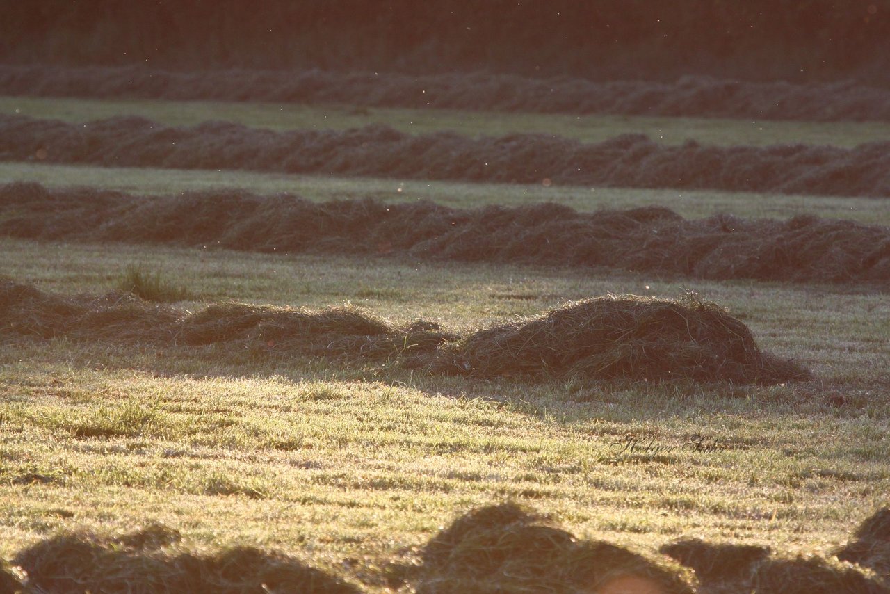 Bild 14 - Abendstimmung 2009